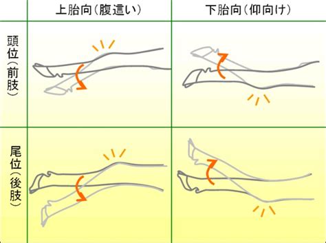 牛 方向|「お産の話−20 「仔牛はどっち向き？」」 